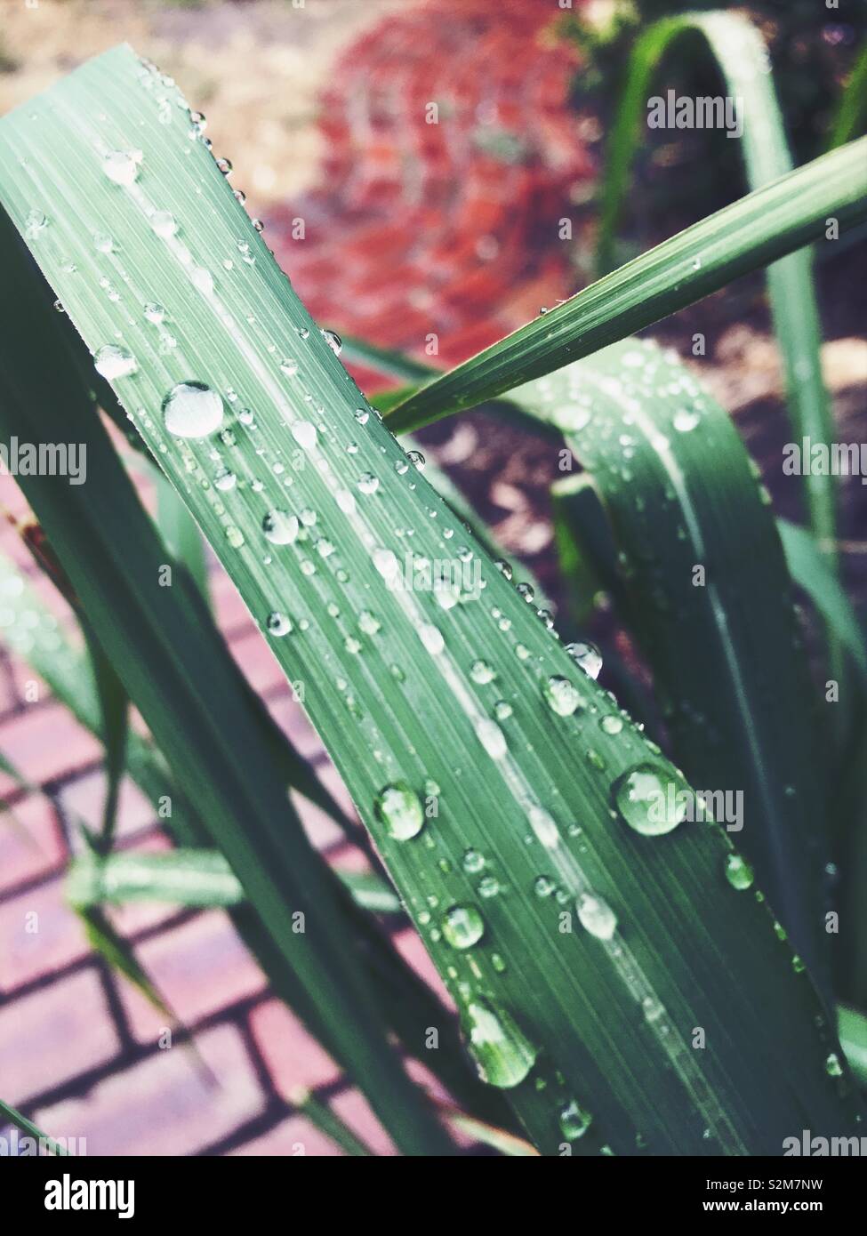 Einen Vordergrund Ansicht von Wassertropfen auf einem Lemon Grass Blatt. Einem leicht verschwommenen rötlich-braunen Stein Pflaster im Hintergrund. Stockfoto