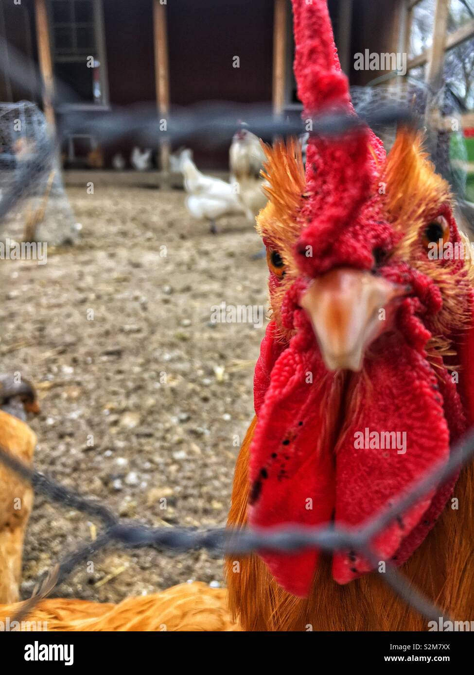 Schöne und gesunde freie Hühner roaming um ihre Hähnchen Draht beigefügten Stift und der Hahn ist auf der Suche in die Kamera. Stockfoto