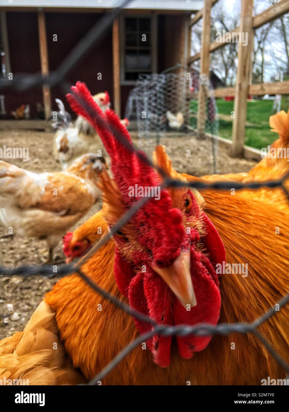 Schöne und gesunde freie Hühner roaming um ihre Hähnchen Draht beiliegenden Stift mit der Hahn in die Kamera schaut. Stockfoto