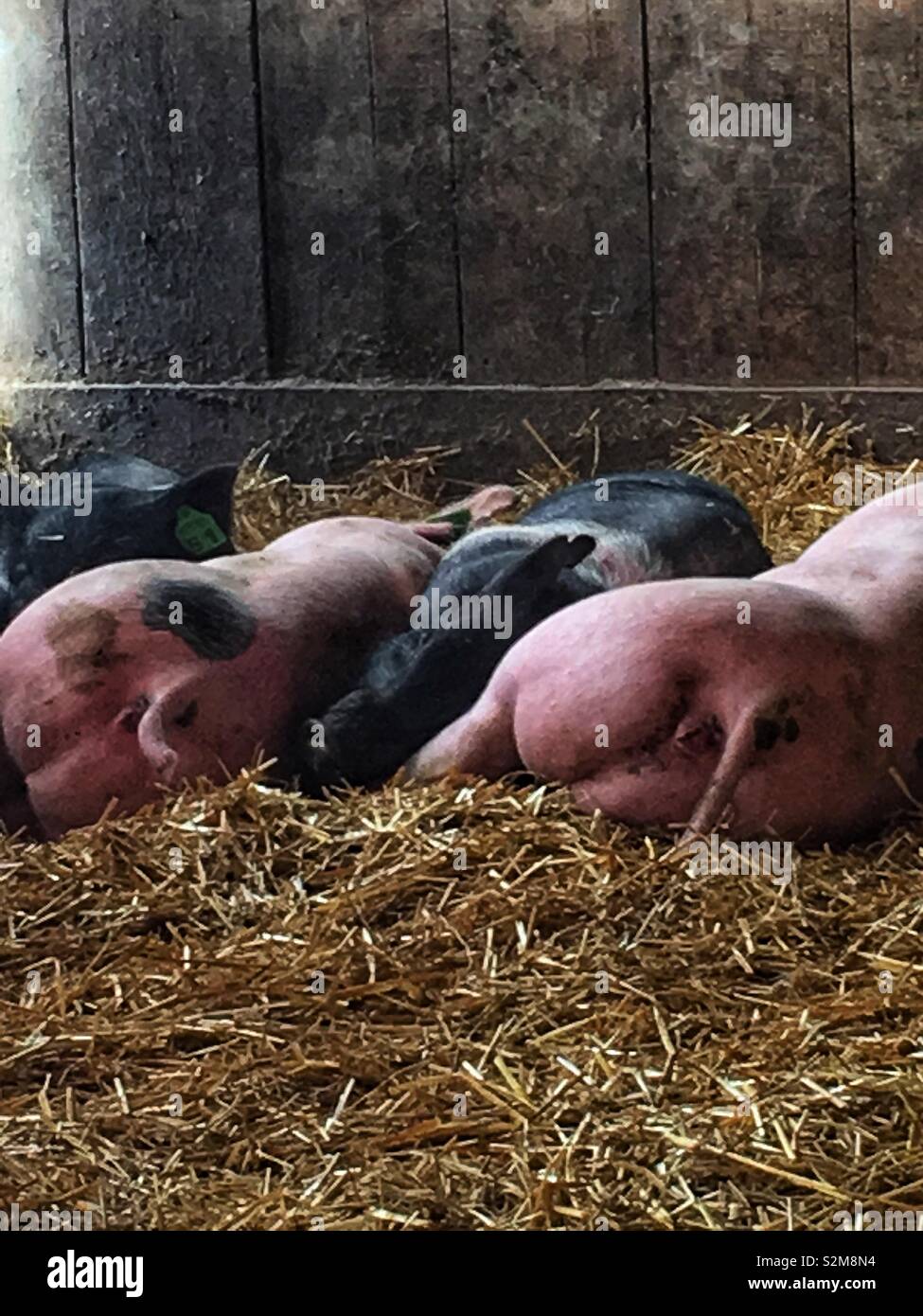 Rosa und Schwarz inländische Ferkel zusammen Schlafen auf der warmen Heu Boden ihrer Schweinestall. - Smartphone-aufgenommenes Stockfoto
