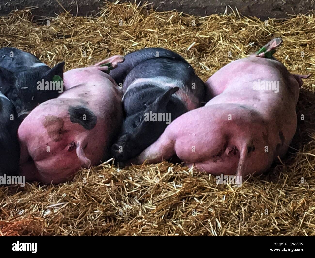 Rosa und Schwarz inländische Ferkel zusammen Schlafen auf der warmen Heu Boden ihrer Schweinestall. - Smartphone-aufgenommenes Stockfoto