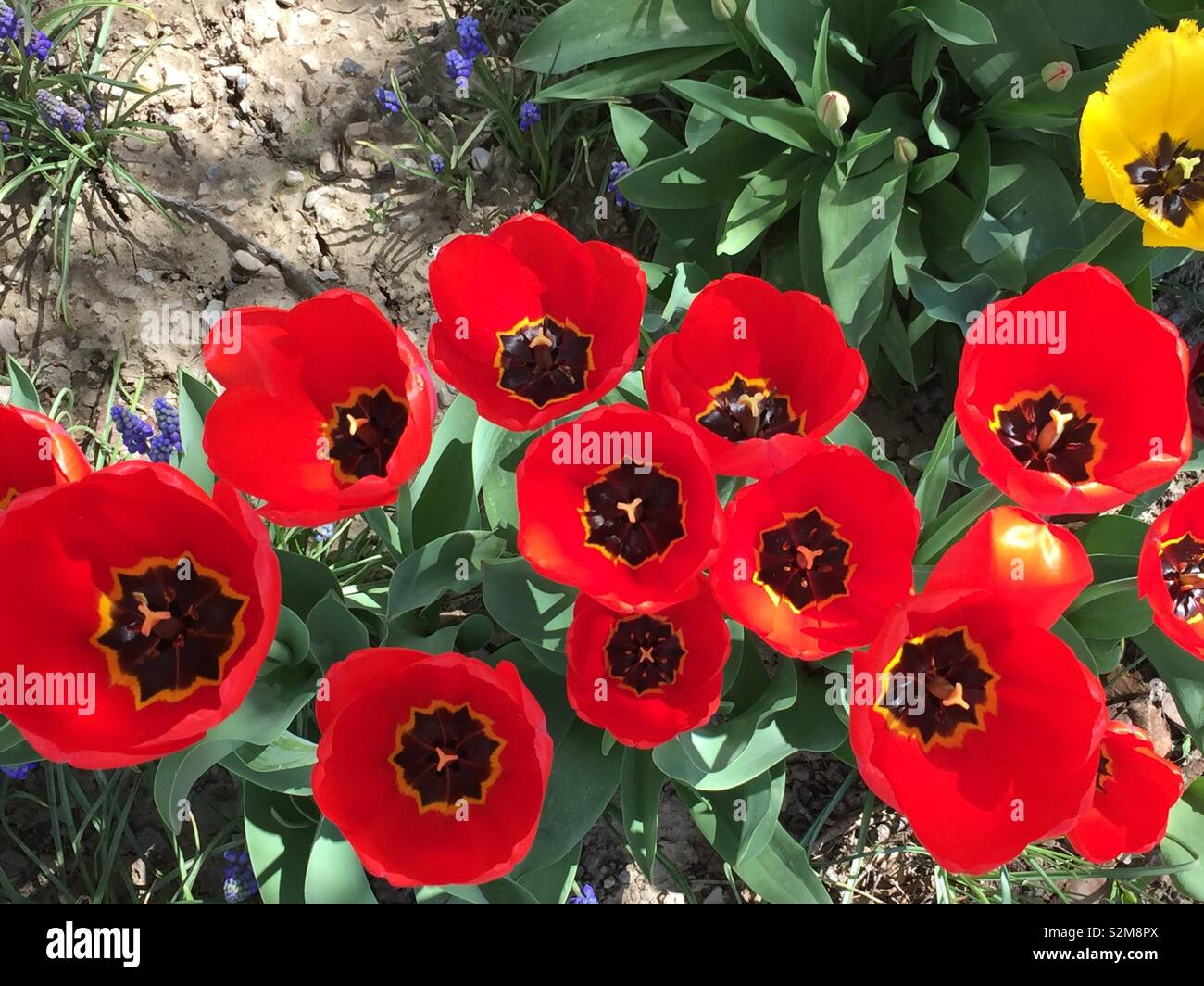 Rote und gelbe Tulpen, angehende Tulpen und Hyazinthen Blumen lila Stockfoto