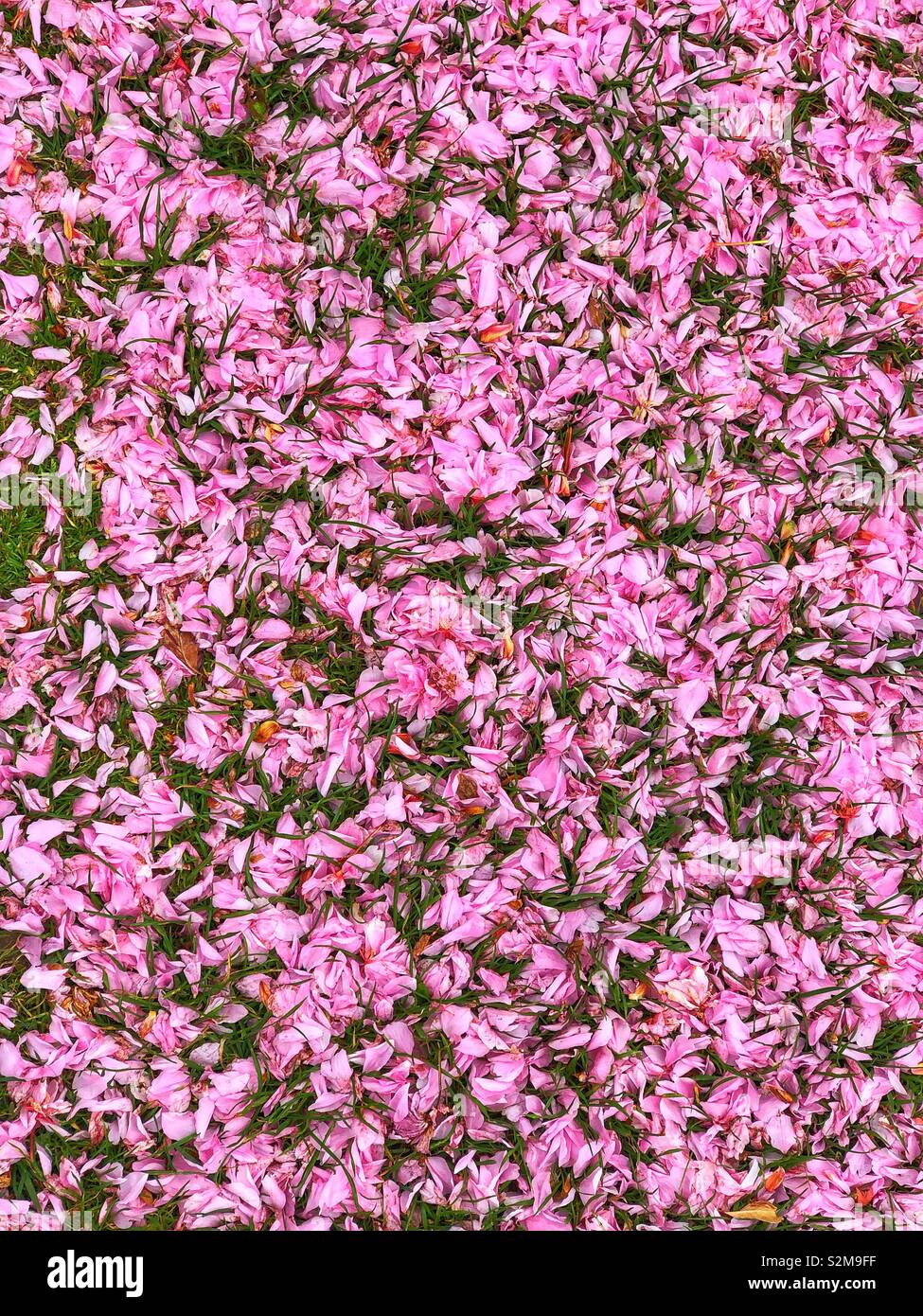 Gefallene Blüte an einem Grasrand, Chandlers Ford, Hampshire, Großbritannien - Smartphone-aufgenommenes Stockfoto