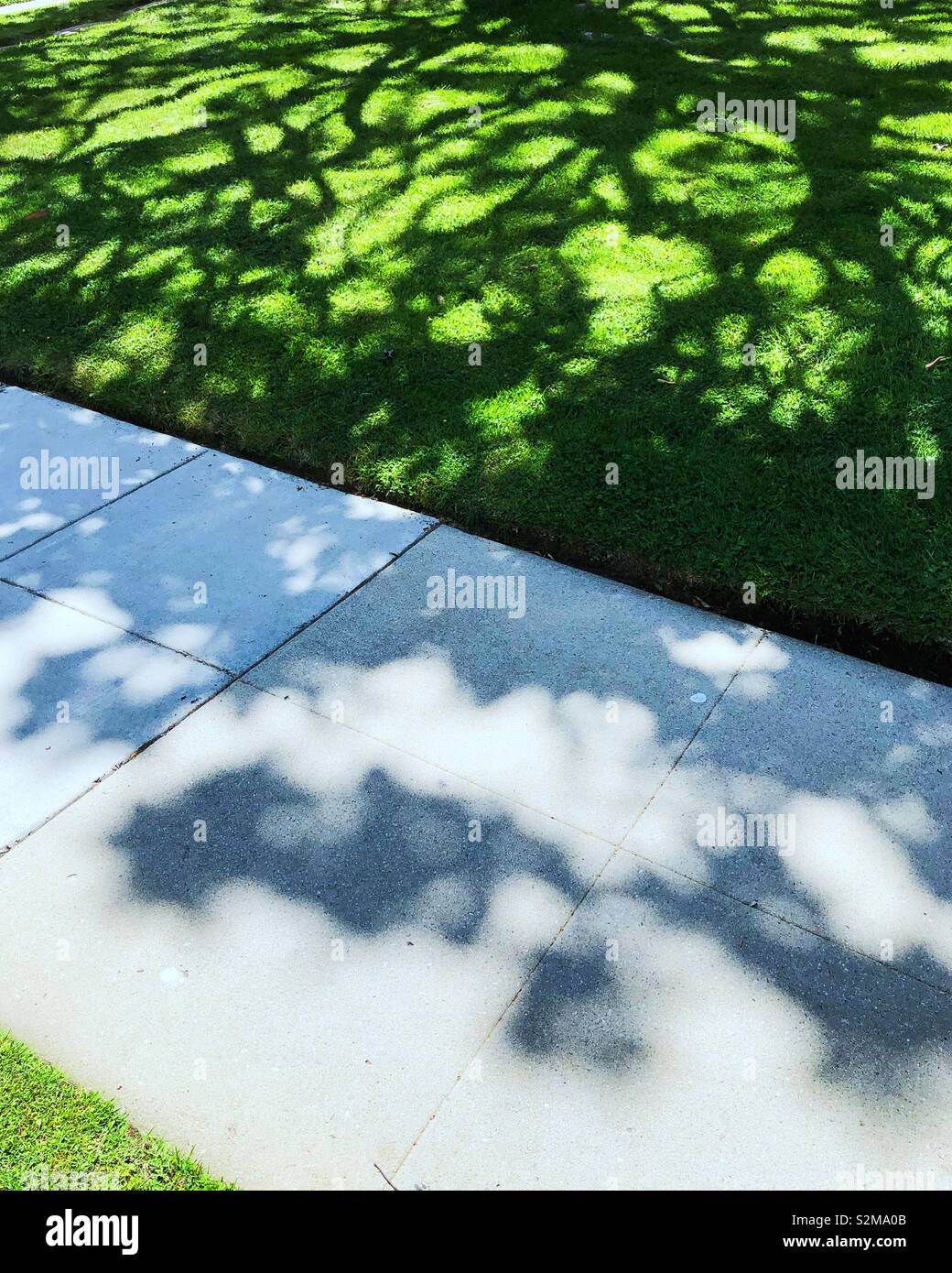 Schatten eines grossen Baumes verteilt auf einem Rasen Stockfoto