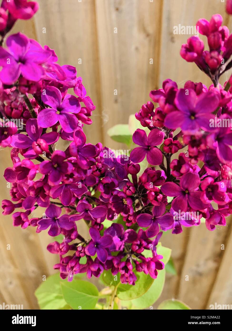 Miniatur Lilac Tree in voller Blüte Stockfoto