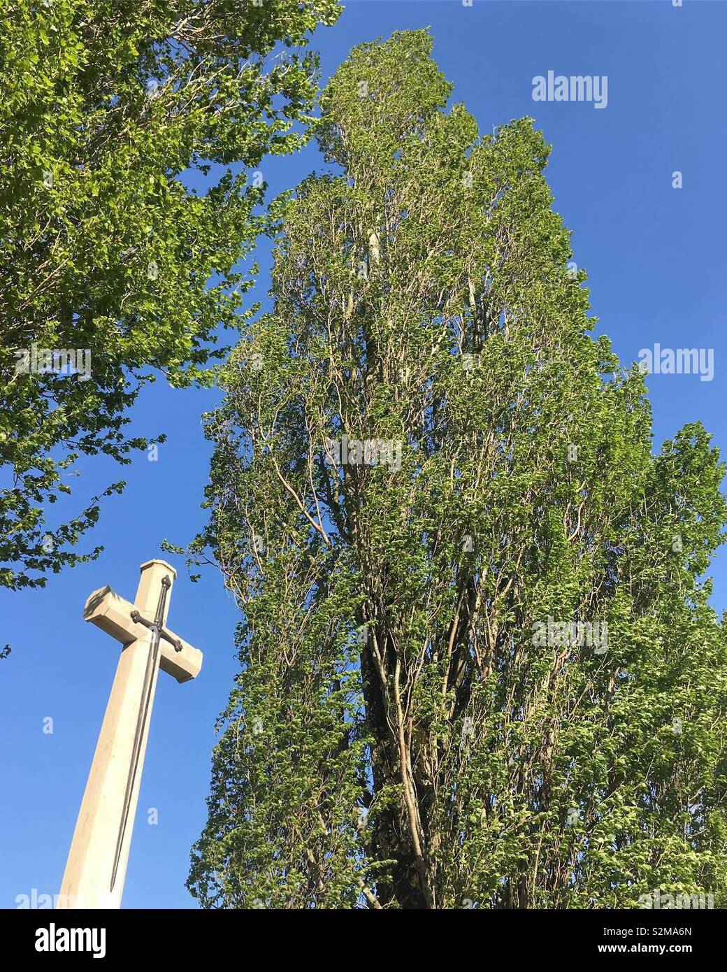 Kreuz des Opfers an einem cwgc Soldatenfriedhof, mit Pappeln hinter sich. Vormezeele Gehäuse Nr. 3, Belgien. Stockfoto