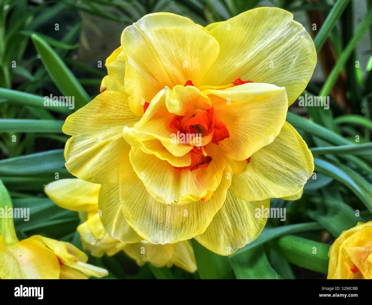 Sehr schönes, helles Gelb perfekte Feder Narzisse in voller Blüte im Garten wächst. Stockfoto