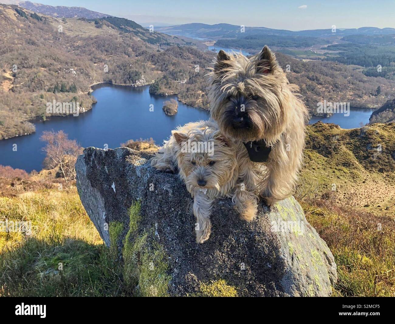 Ein paar der Cairn Terrier ruht auf einem Felsen über Loch Katrine an einem sonnigen Frühlingstag. Stockfoto