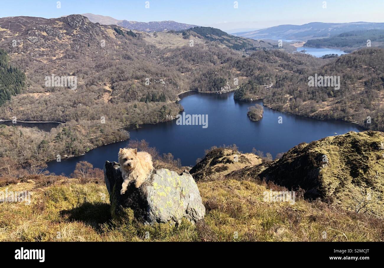 Ziemlich Cairn Terrier liegend auf einem Felsen in der Frühlingssonne über dem Loch Katrine, Schottland. Stockfoto