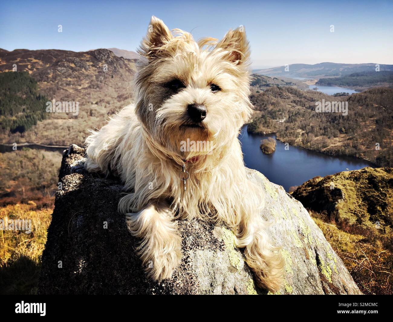 Ziemlich Cairn Terrier liegend auf einem Felsen über Loch Katrine an einem strahlenden Frühlingstag in Schottland. Stockfoto