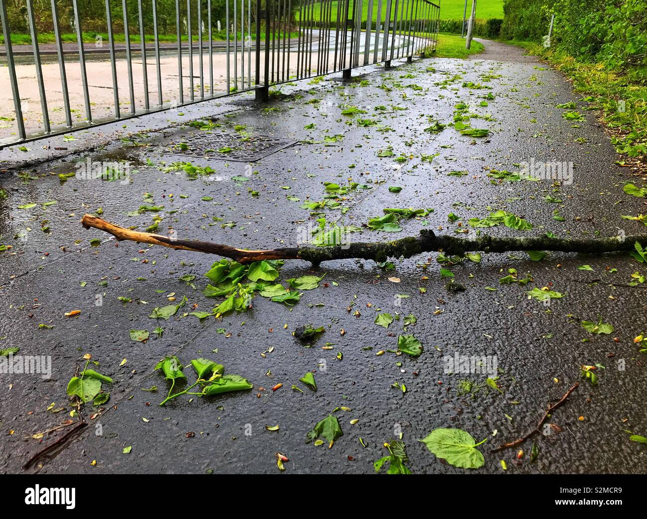 Zweige und Blätter auf einem Gehsteig nach einem Sturm Stockfoto