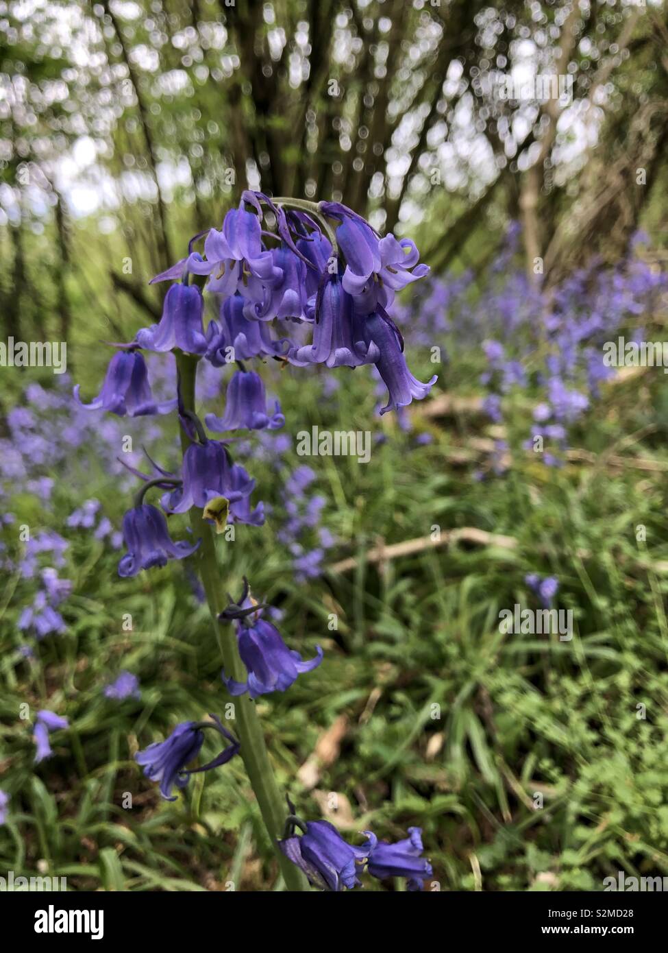 Ein Bluebell Blume in close-up mit dem Hintergrund einer Berkshire Bluebell Holz hinter im Frühjahr. - Smartphone-aufgenommenes Stockfoto