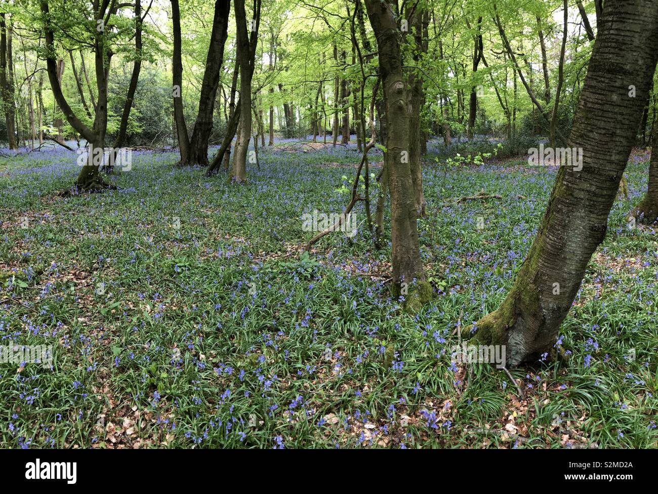 Ein Berkshire Bluebell Holz mit einem Teppich der Bluebells in Federund frisches grünes Laub. - Smartphone-aufgenommenes Stockfoto