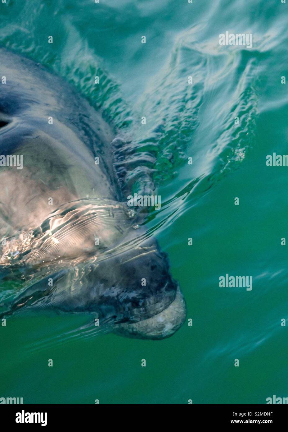 Dolphin Selfie Stockfoto