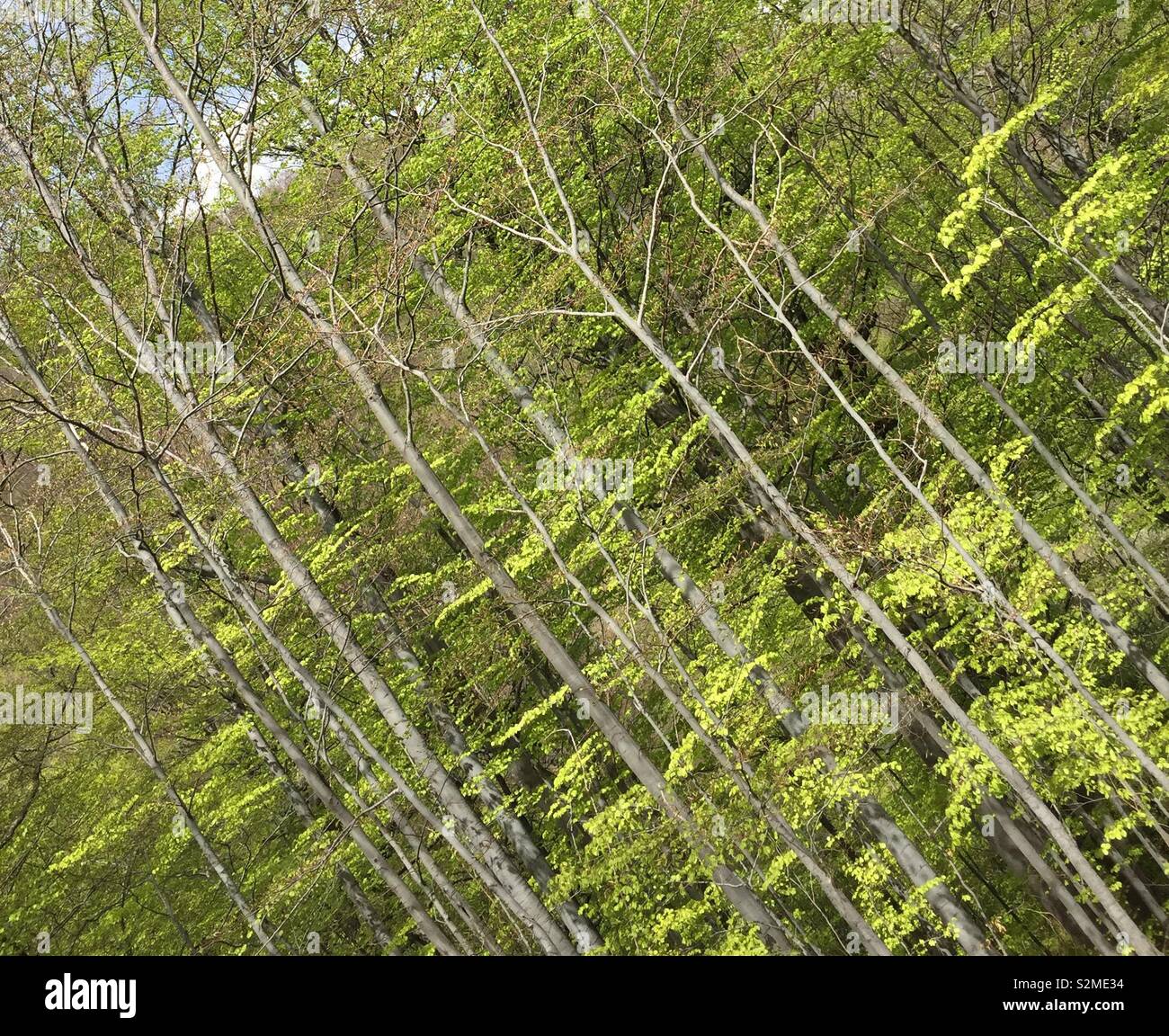 Abstrakte diagonal-trunks Europäischer Buchenwald Stockfoto