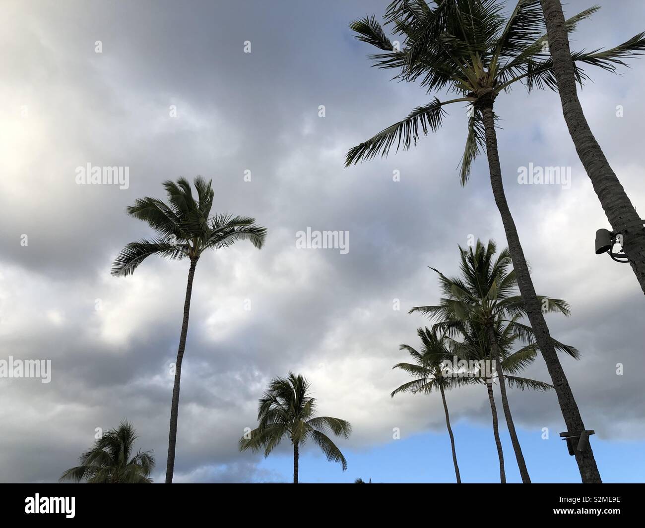 Palmen auf Kauai Stockfoto
