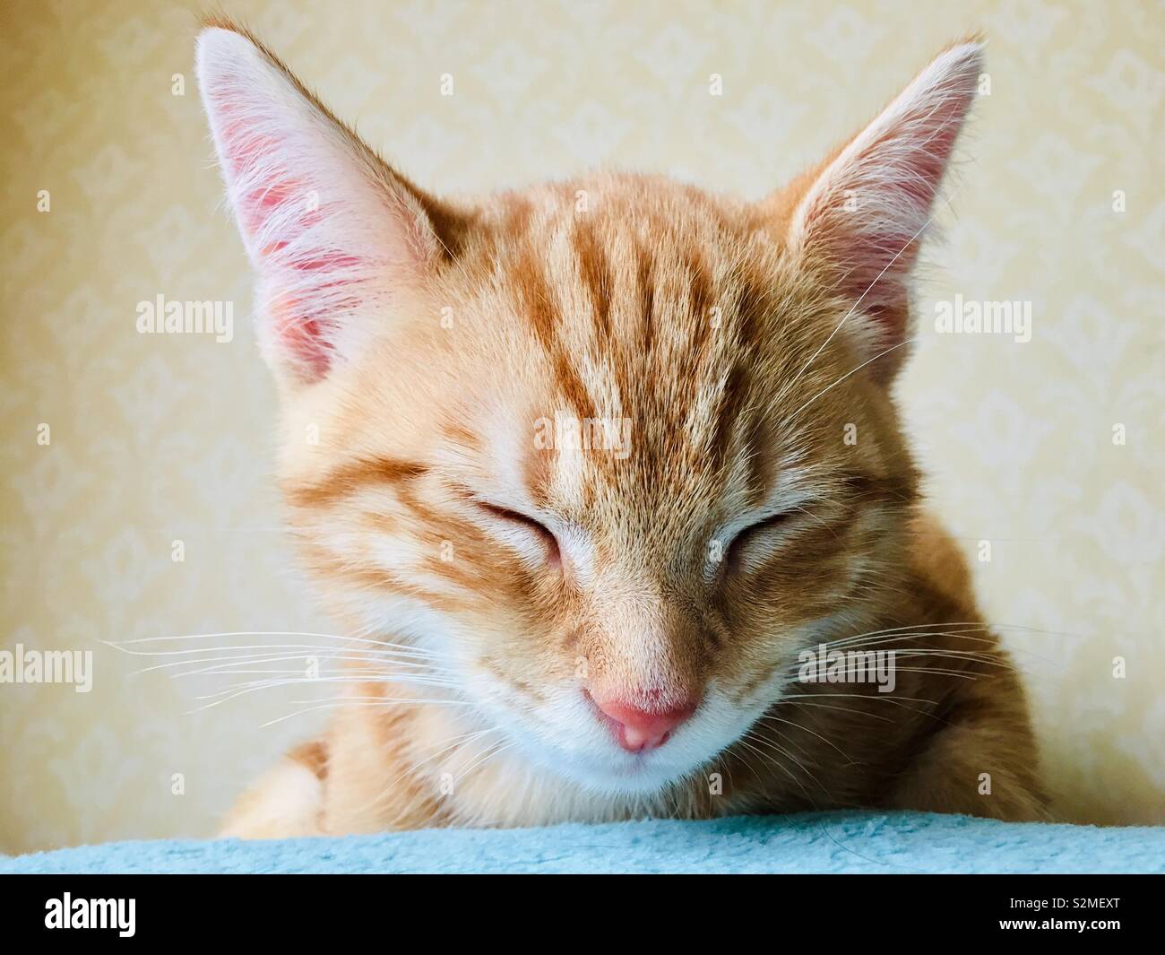 Cute ginger Tabby cat Kitten Stockfoto
