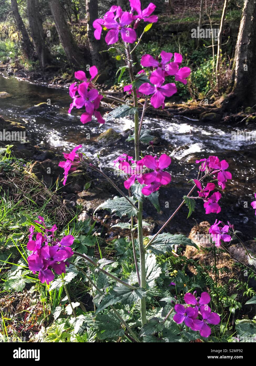 Fluss gesehen durch die wilden Blumen - Smartphone-aufgenommenes Stockfoto