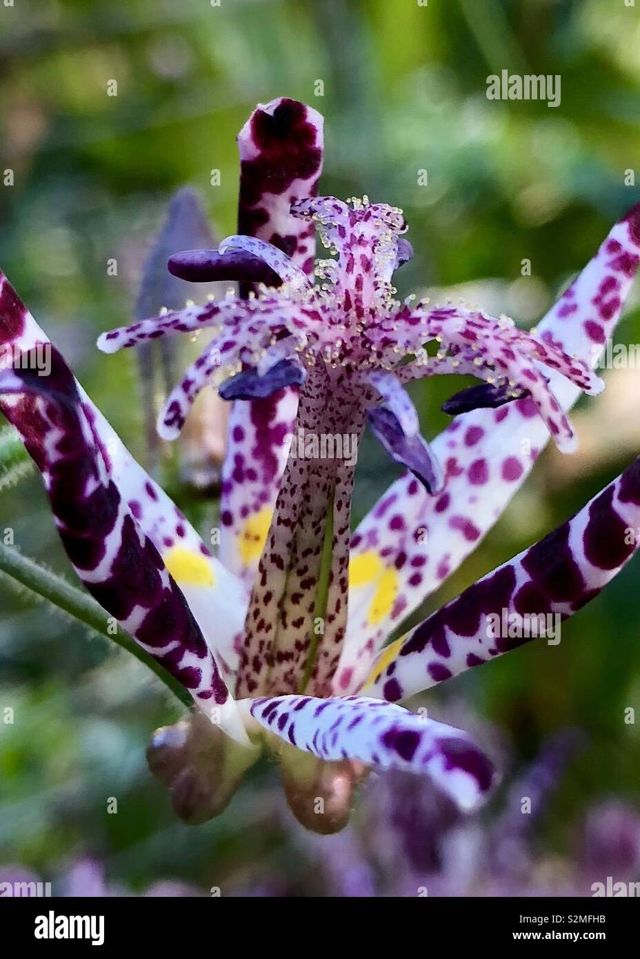 Brillante toad Lily Stockfoto