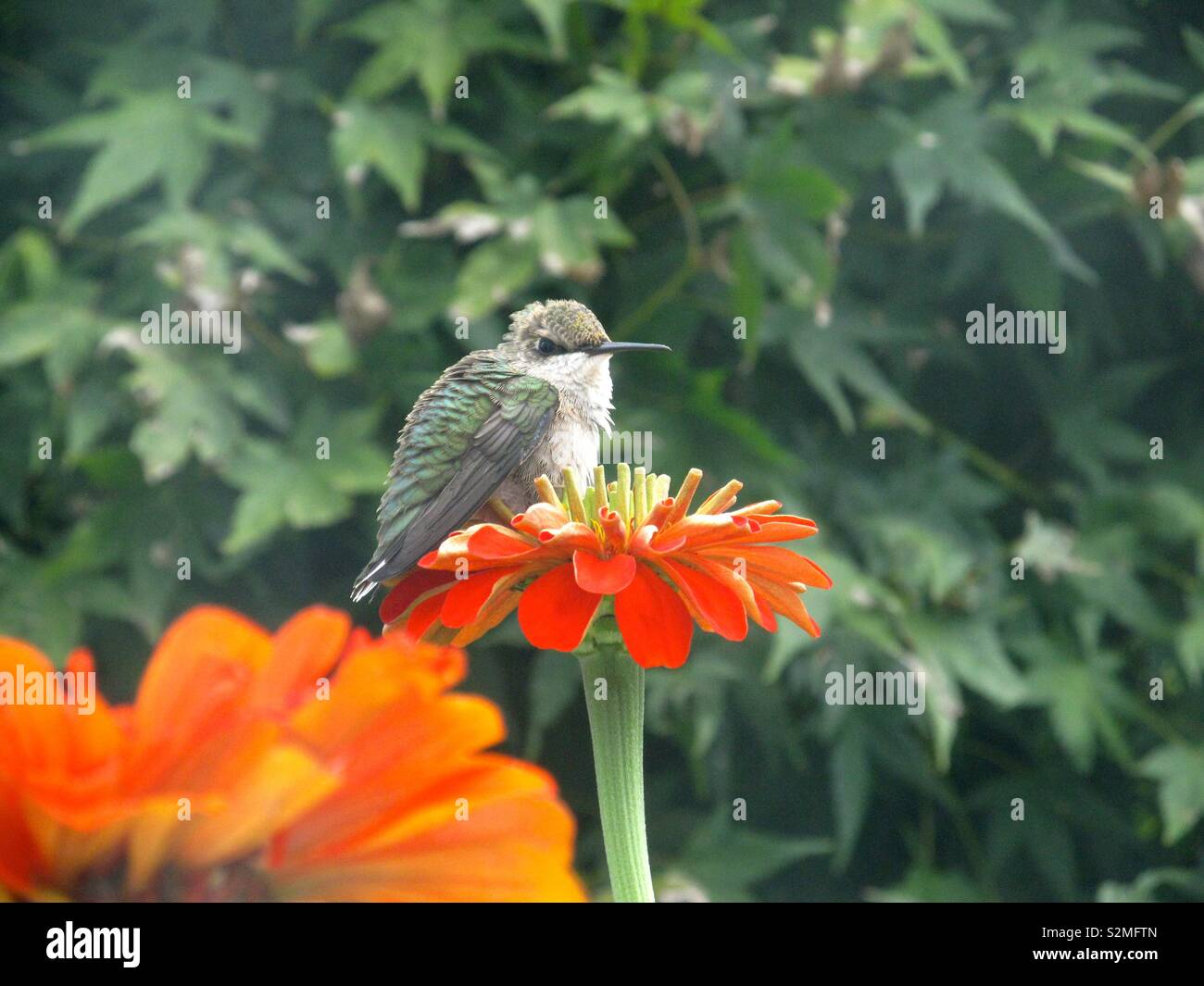Dieses Baby Ruby Throated Hummingbird Innen Geraut Zinnia Fur Mindestens 10 Minuten Wahrend Sie Von Einer Leichten Brise Erschuttert Wird Wodurch Es Seine Augen Wahrend Windboen Bevor Er Wieder In Den Schlaf