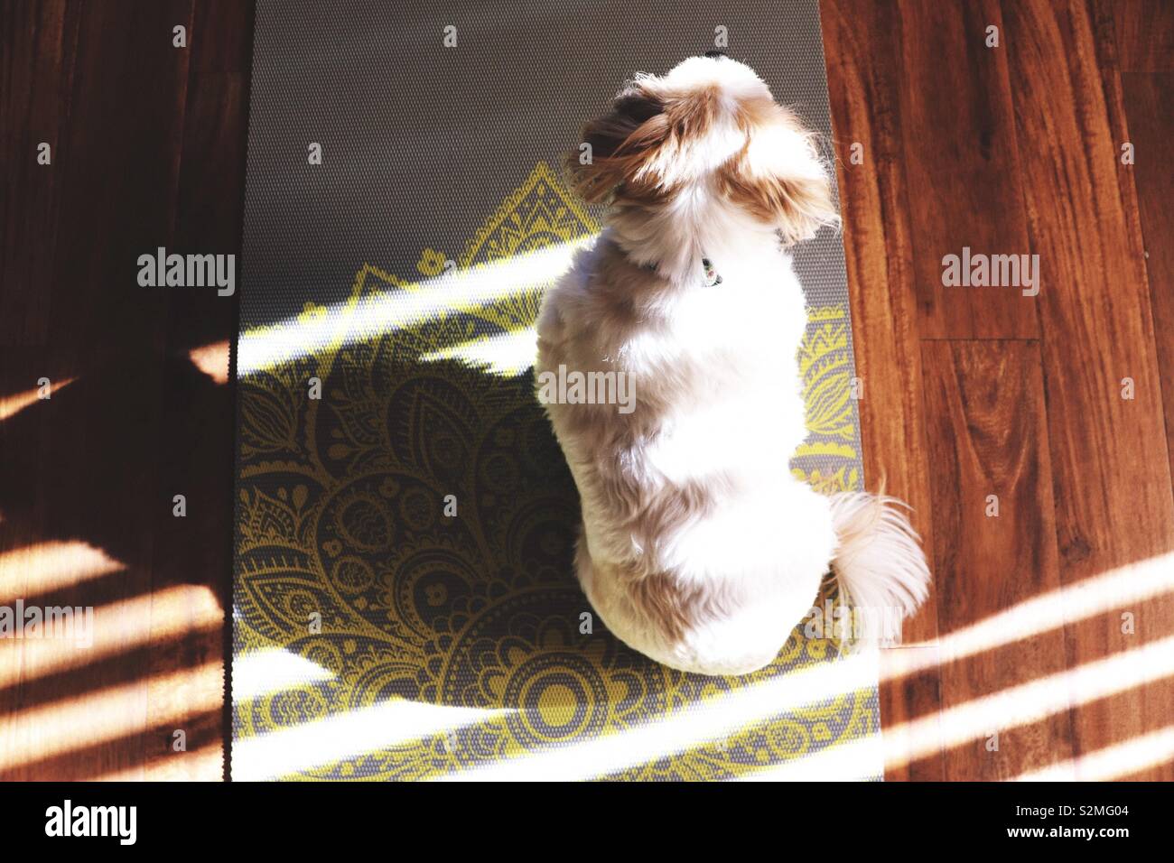 Doggy yoga Stockfoto