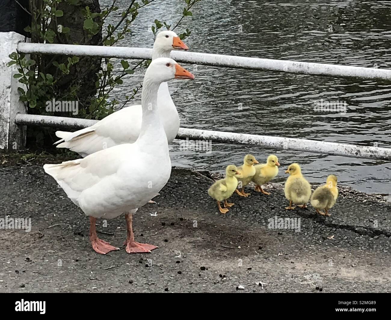 Stolze Eltern und ihre schöne Familie - Smartphone-aufgenommenes Stockfoto