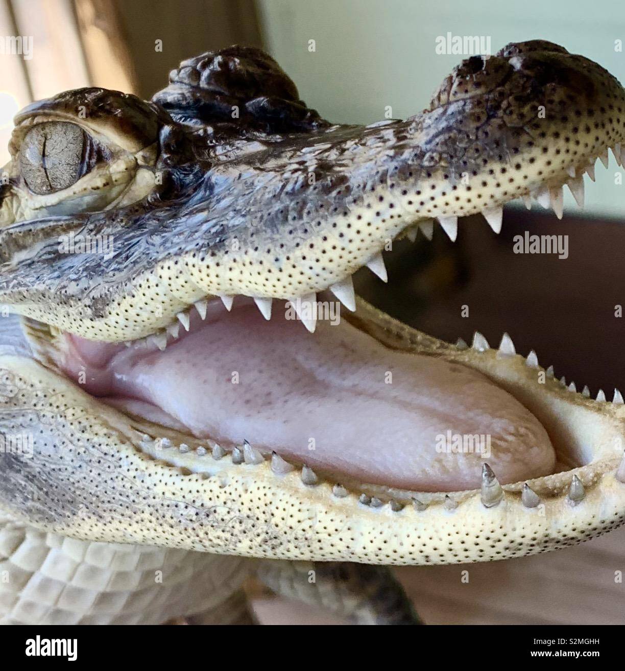 Baby Krokodil in Florida Stockfoto