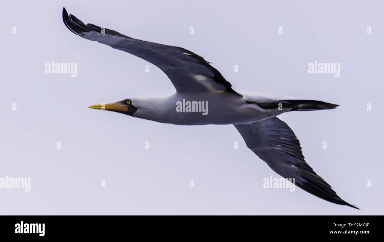 Möwen fliegen Stockfoto