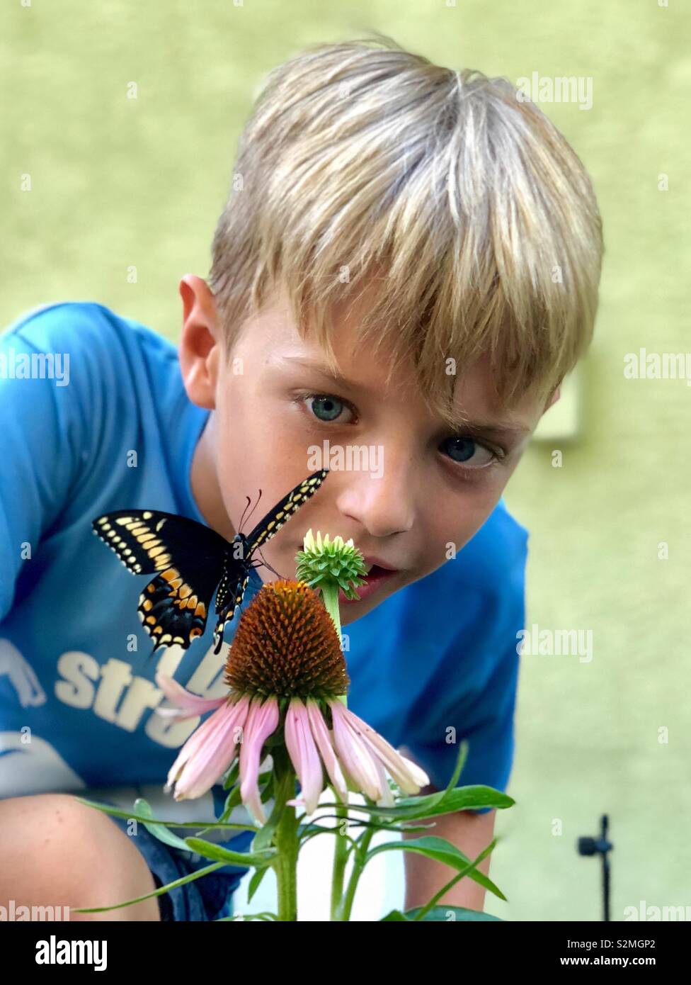 Ein Junge beobachtet einen Schwalbenschwanz Schmetterling, die vor kurzem von der Puppe auf einem Purple cone Flower entstanden ist. Stockfoto