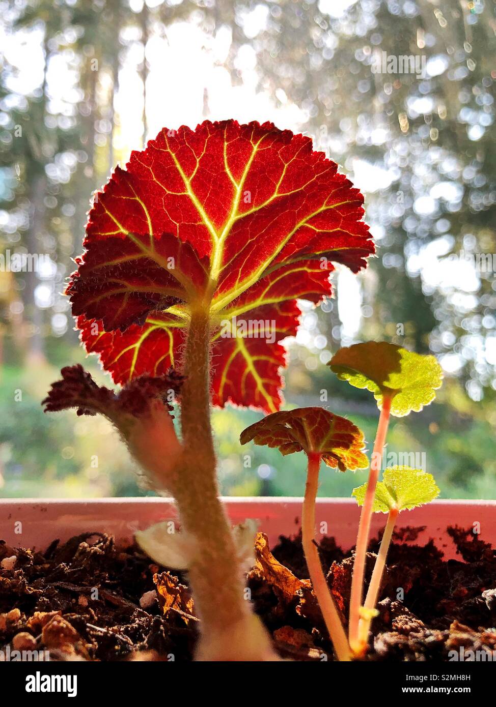 Licht, das durch eine begonie Blatt scheint. Stockfoto