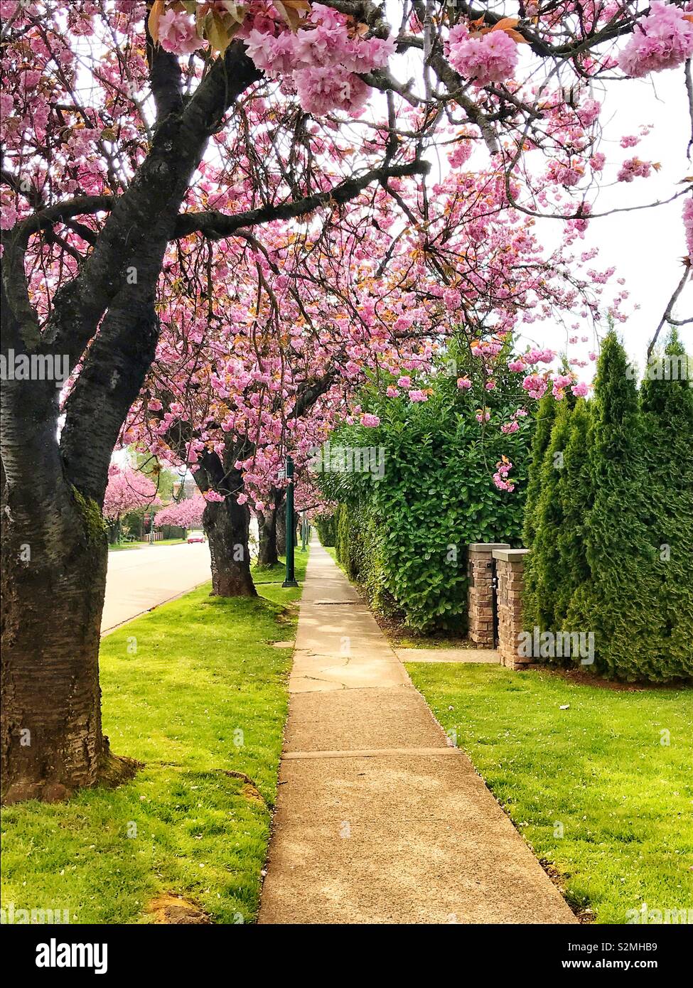 Gehweg gesäumt von Bäumen mit rosa Kirschblüten in Vancouver, Kanada Stockfoto