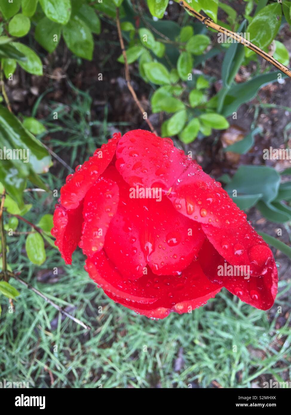 Rosen mit Regentropfen Stockfoto