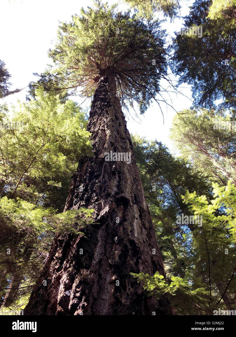 Ein großer Baum in Willamette National Forest in Oregon, USA. Stockfoto