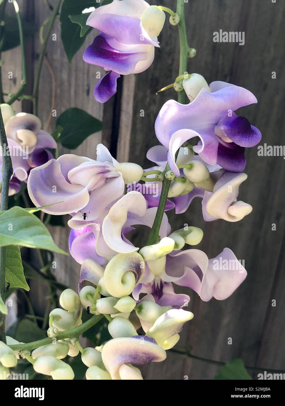 Schnecke Kriechgang Rebe in Blume Stockfoto