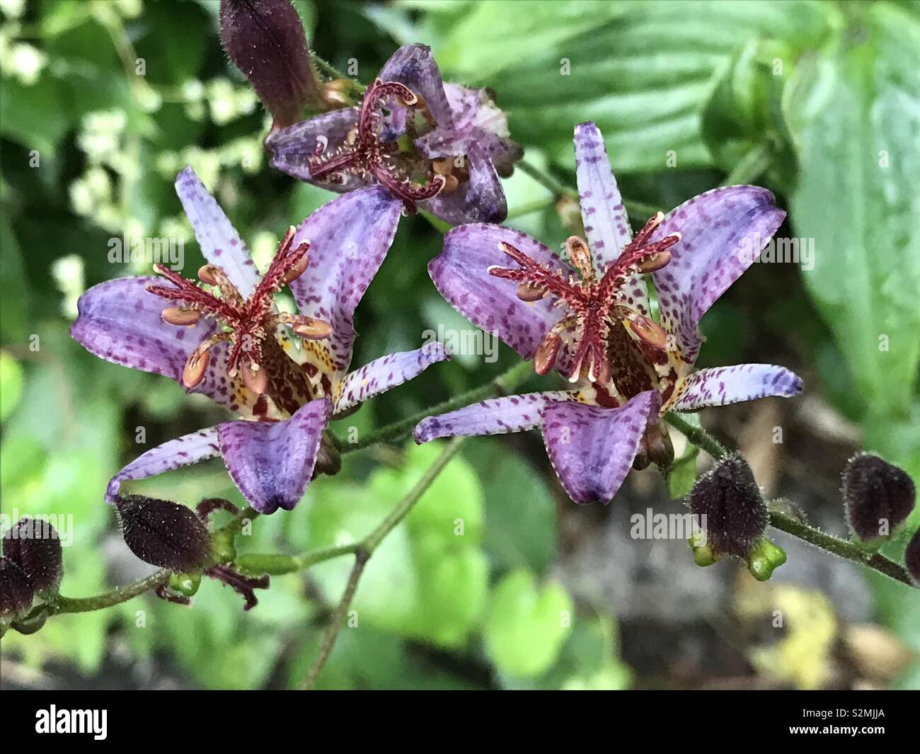 Orchidee - Smartphone-aufgenommenes Stockfoto
