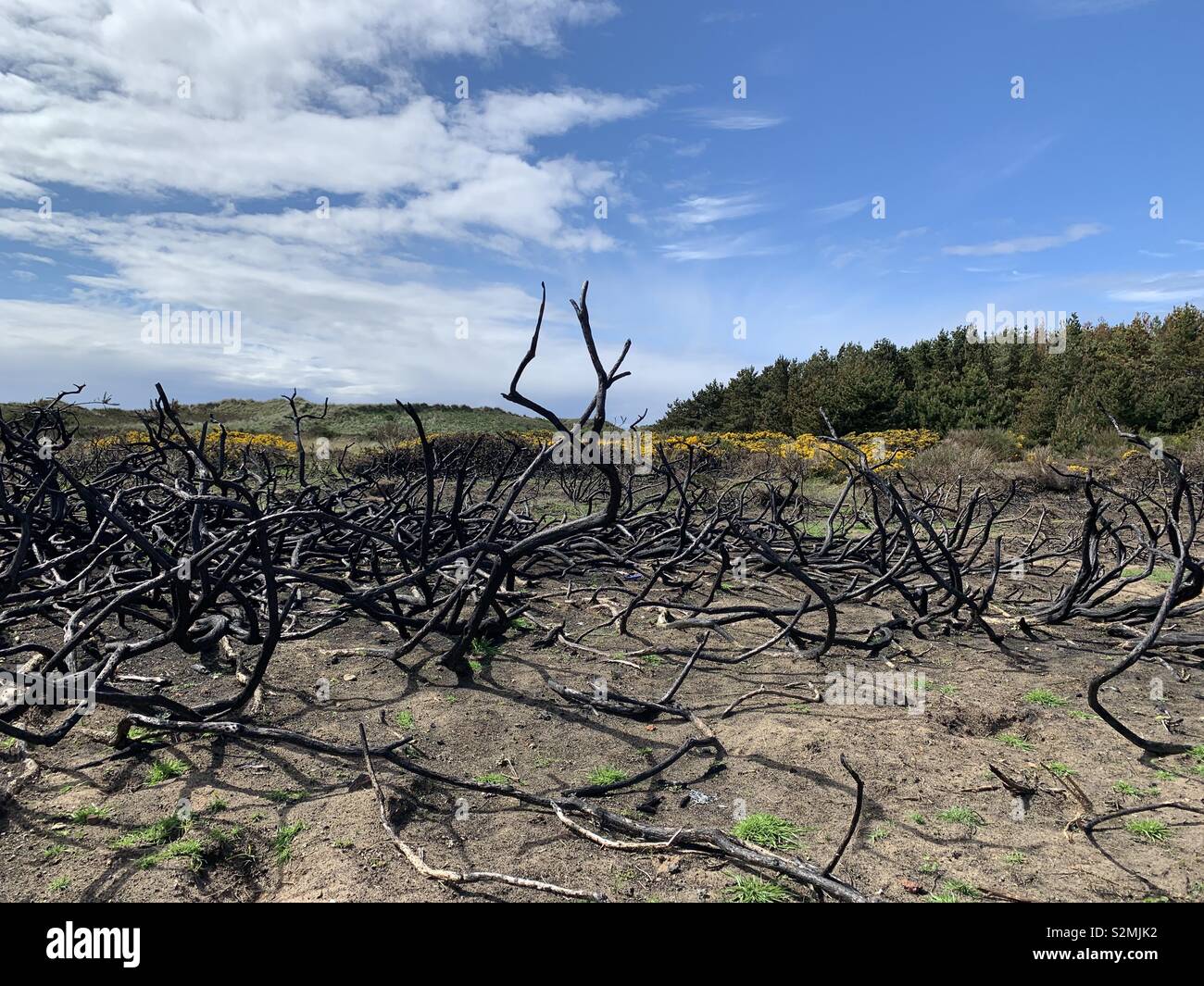 Verbrannte Landschaft Stockfoto