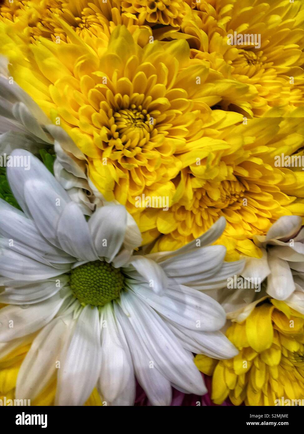 Full Frame eines spring flower bouquet von perfekte Frische gelbe Chrysanthemen und eine weiße Daisy. Stockfoto