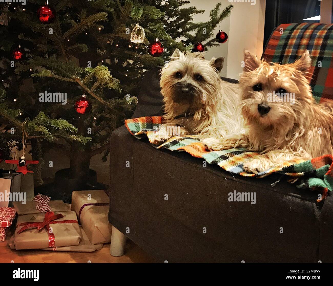 Zwei Cairn Terrier sitzen auf Tartan rug Vor einem Weihnachtsbaum und Geschenke. Stockfoto