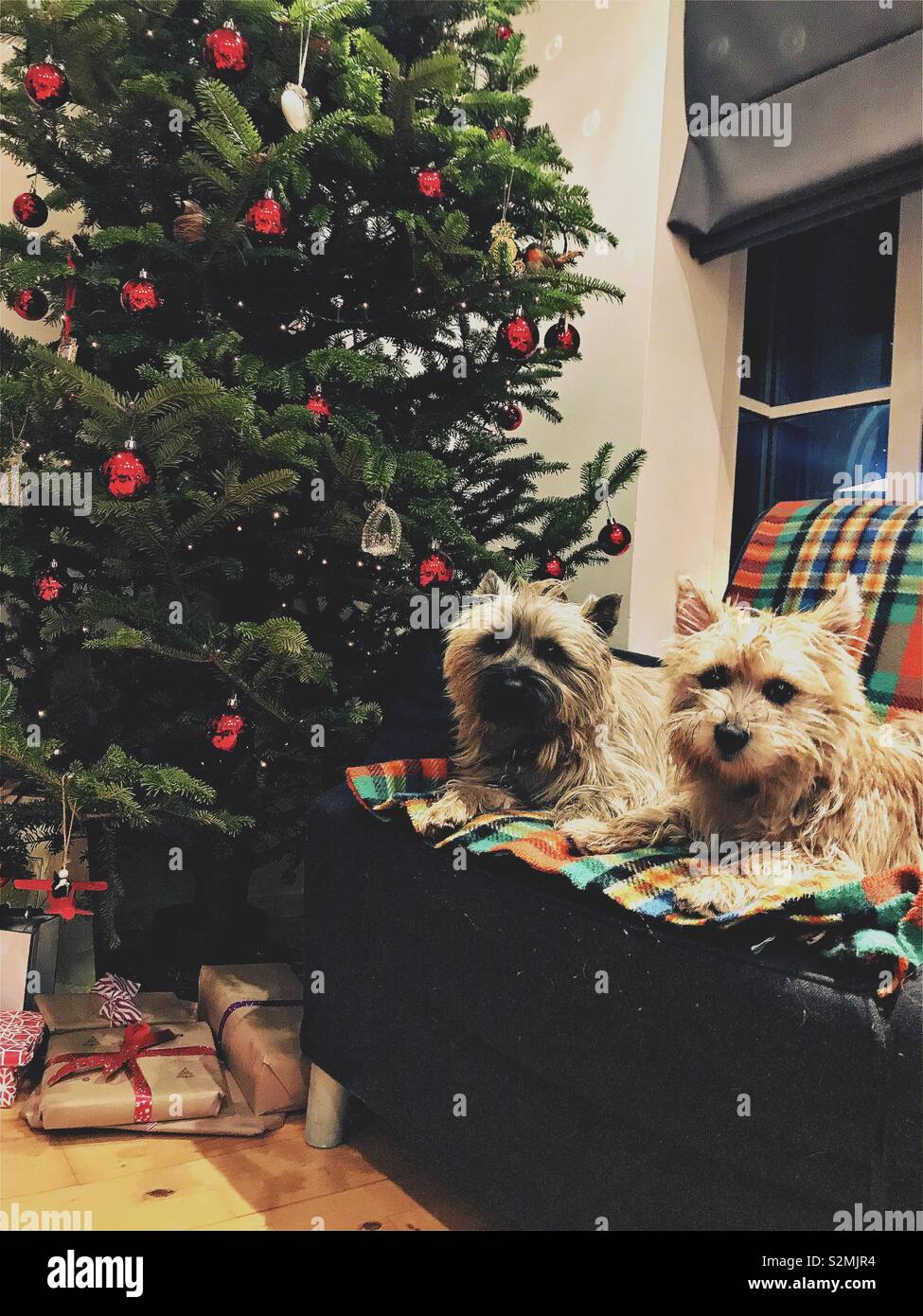Zwei Cairn Terrier sitzen auf Tartan rug Vor einem Weihnachtsbaum und Geschenke. Stockfoto