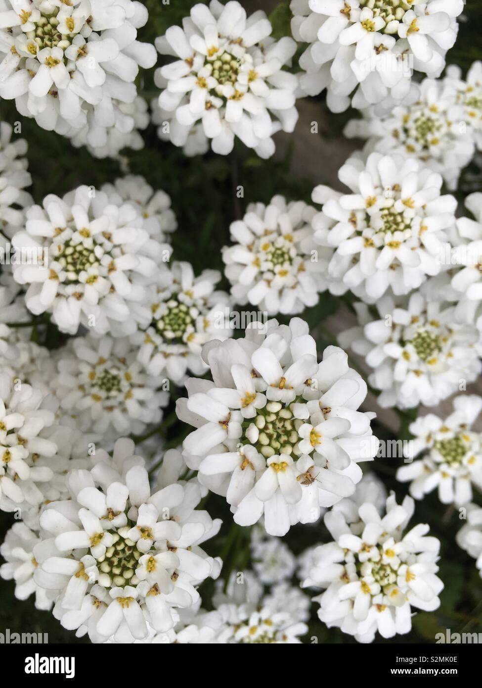 Feder, weiße Blüten, Blütenblätter, Cluster Stockfoto