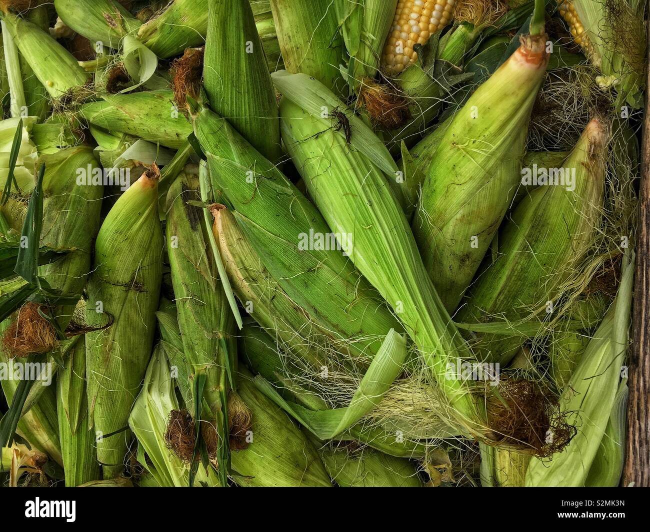 Full Frame der frische Maiskolben auf dem Display und für den Verkauf auf dem lokalen Markt produzieren. Stockfoto