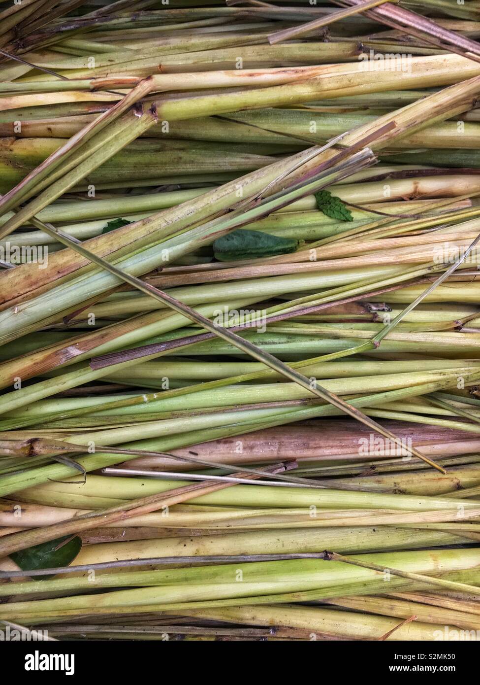 Full Frame der frische Stängel Zitronengras auf Display und für den Verkauf auf dem lokalen Markt produzieren. - Smartphone-aufgenommenes Stockfoto