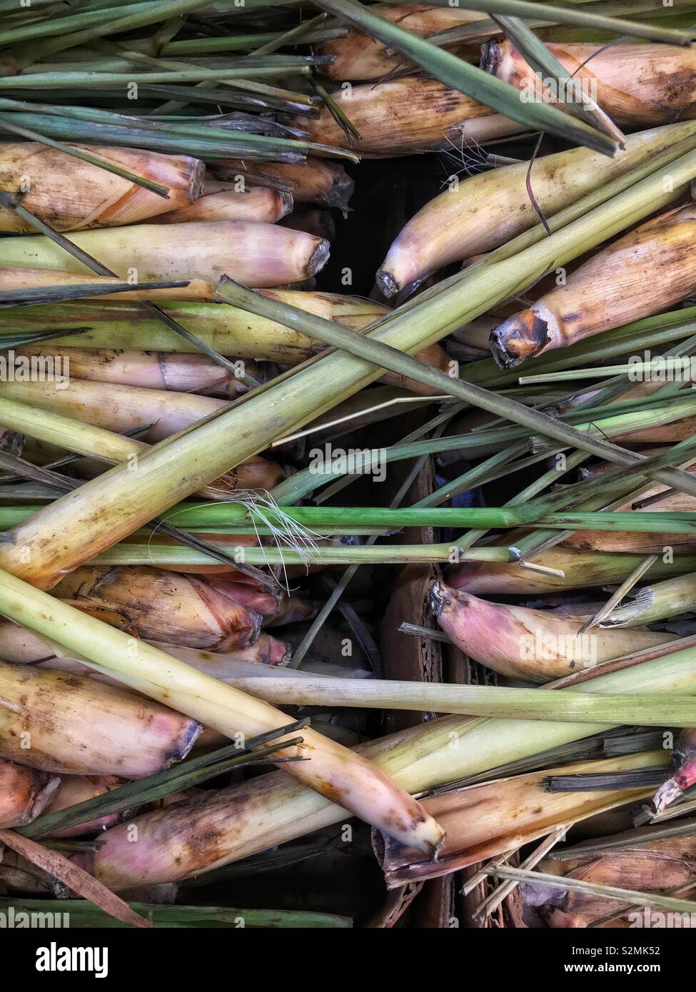 Full Frame der frische Stängel Zitronengras auf Display und für den Verkauf auf dem lokalen Markt produzieren. - Smartphone-aufgenommenes Stockfoto
