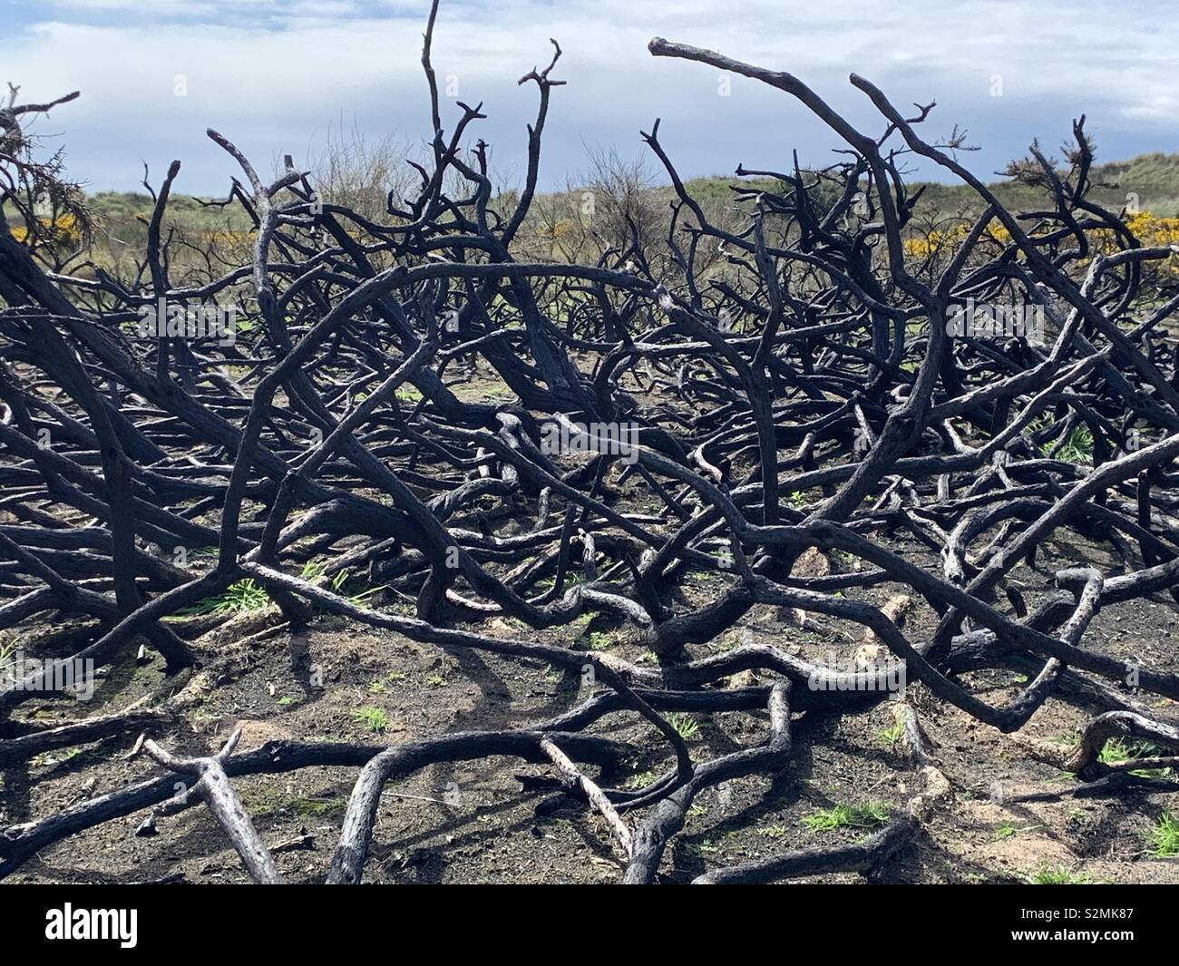 Verbrannt Ginster auf Irvine Beach Stockfoto