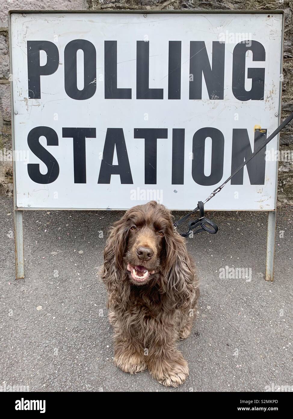 Hund im Wahllokal Stockfoto