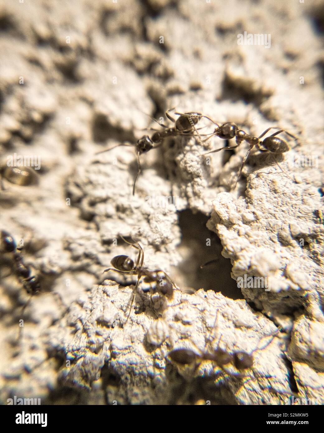 Makroaufnahme der Ameisen Stockfoto