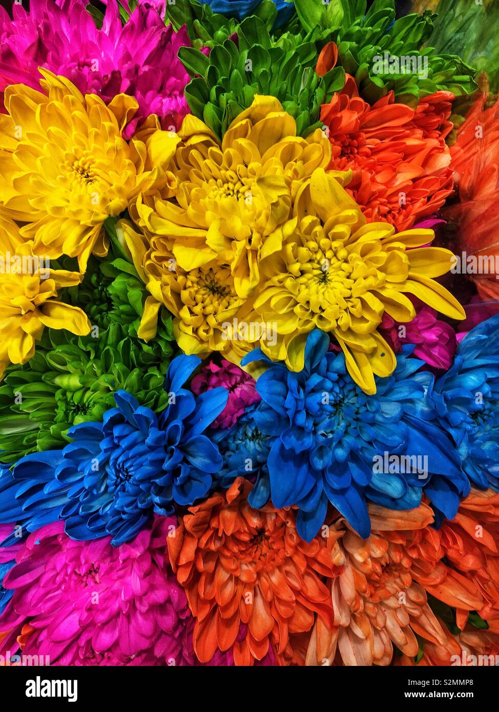Spring Flower Bouquet von kräftigen Farben gelb, blau, orange und rosa Nelken. - Smartphone-aufgenommenes Stockfoto