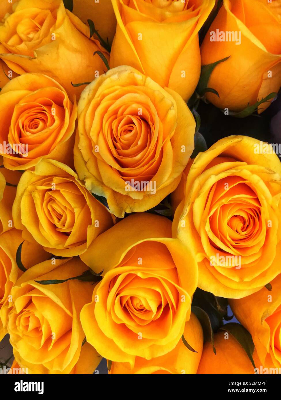Nahaufnahme von einem schönen Strauß mit frischen Orange-gelbe Rosen. Stockfoto