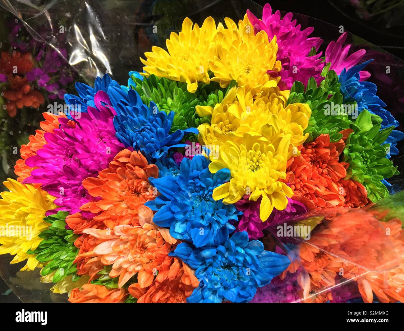 Spring Bouquet von bunten Nelken in voller Blüte. - Smartphone-aufgenommenes Stockfoto