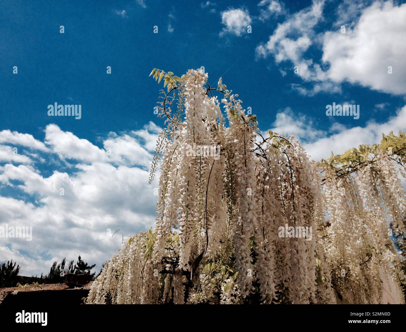 Chinesische Glyzine (Wisteria sinensis var. albiflora) auf Blüte gegen den blauen Himmel mit Wolken (Cumulus) Stockfoto